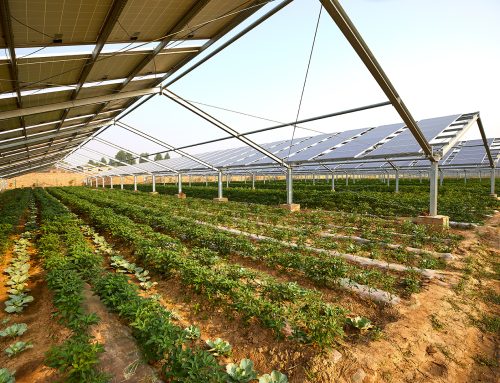 🌱☀️ Agrivoltaico e PNRR: il futuro dell’agricoltura è già iniziato